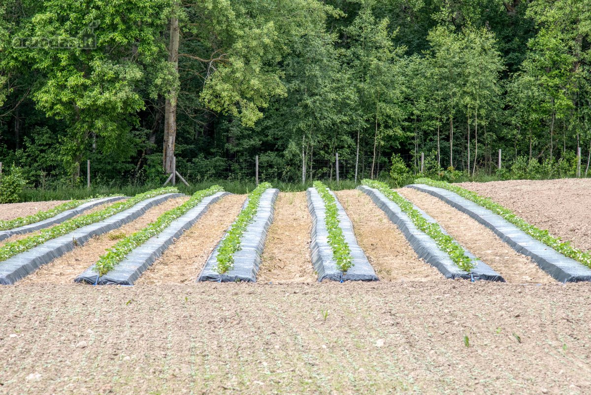 Parduodamas 15,4 ha žemės sklypas. 1,2 ha - nuotraukos Nr. 11