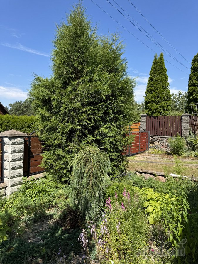 Parduodamas mūrinis 53,35 m² sodo namas su 6 - nuotraukos Nr. 26
