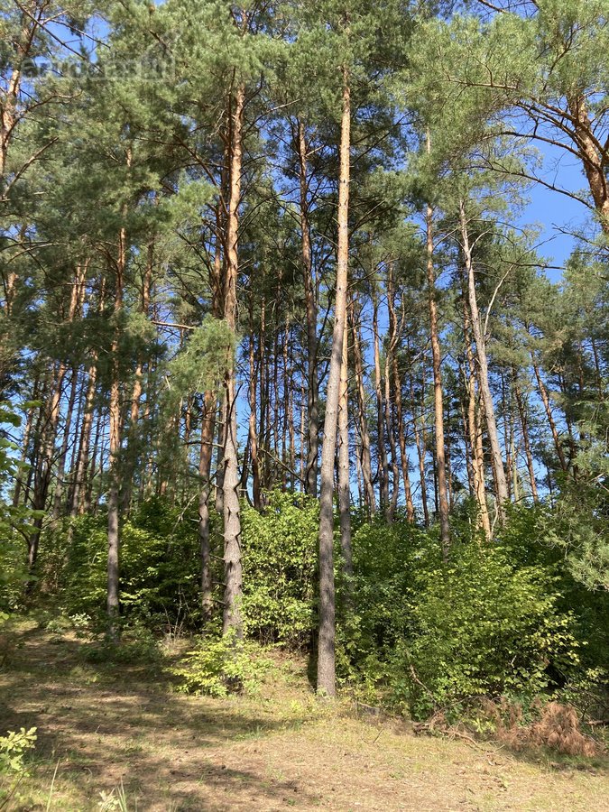 Druskininkų savivaldybėje, labai gražioje - nuotraukos Nr. 10