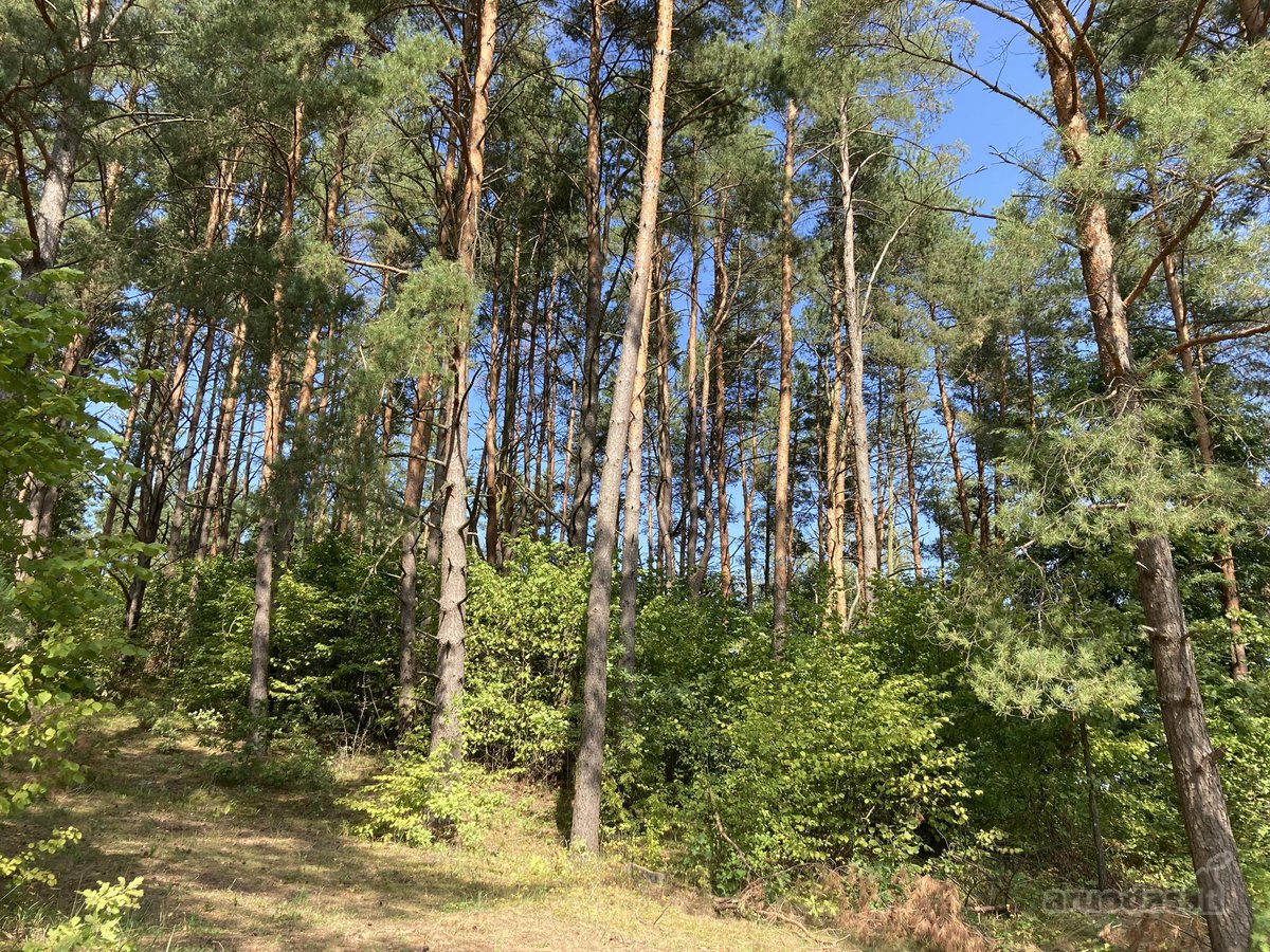 Druskininkų savivaldybėje, labai gražioje - nuotraukos Nr. 6