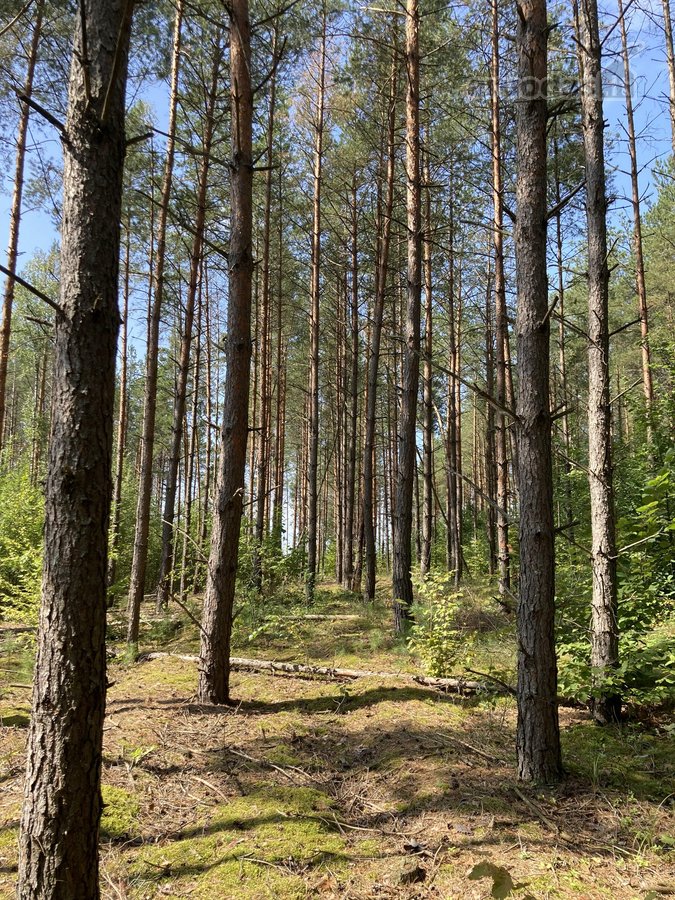 Druskininkų savivaldybėje, labai gražioje - nuotraukos Nr. 12