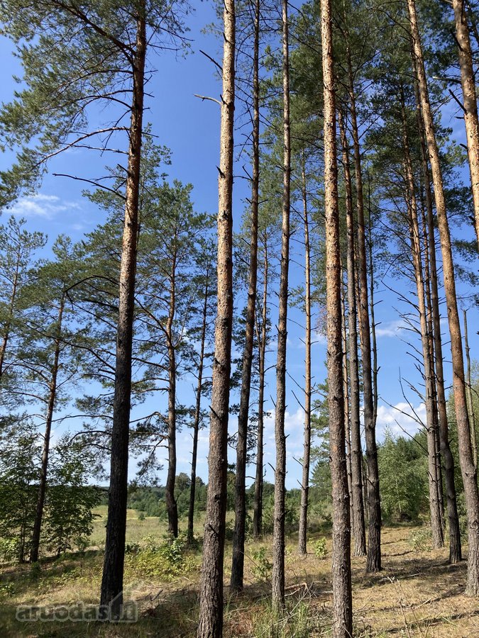 Druskininkų savivaldybėje, labai gražioje - nuotraukos Nr. 13