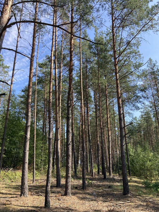 Druskininkų savivaldybėje, labai gražioje - nuotraukos Nr. 14