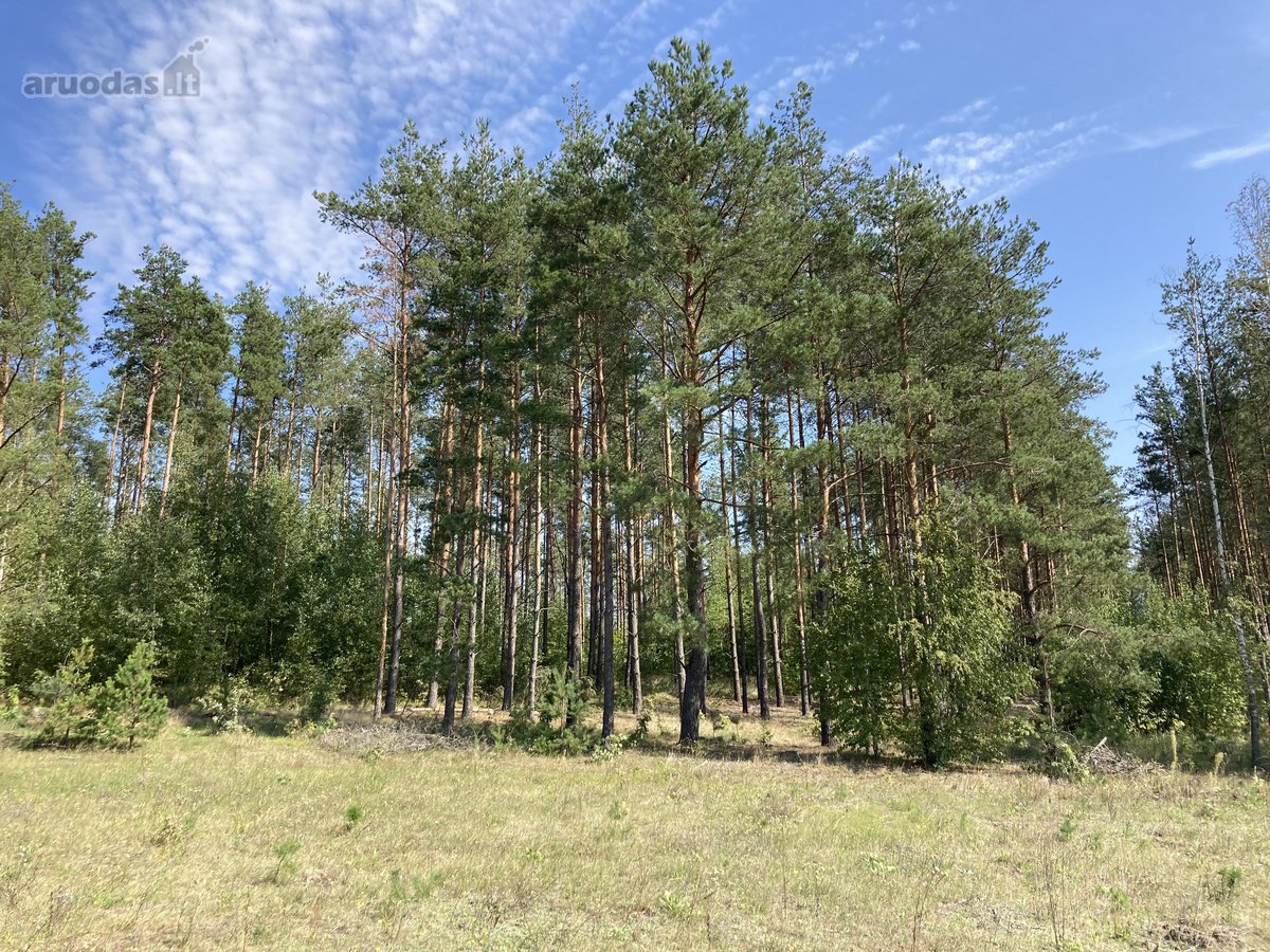 Druskininkų savivaldybėje, labai gražioje - nuotraukos Nr. 16