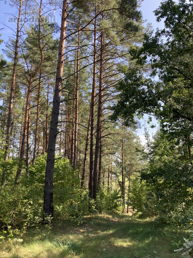Druskininkų savivaldybėje, labai gražioje - nuotraukos Nr. 20