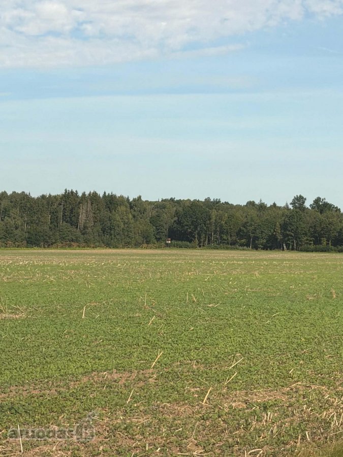 Miskas nebuvo kirstas,vyrauja lapuociai - nuotraukos Nr. 2