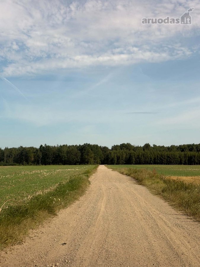 Miskas nebuvo kirstas,vyrauja lapuociai - nuotraukos Nr. 3
