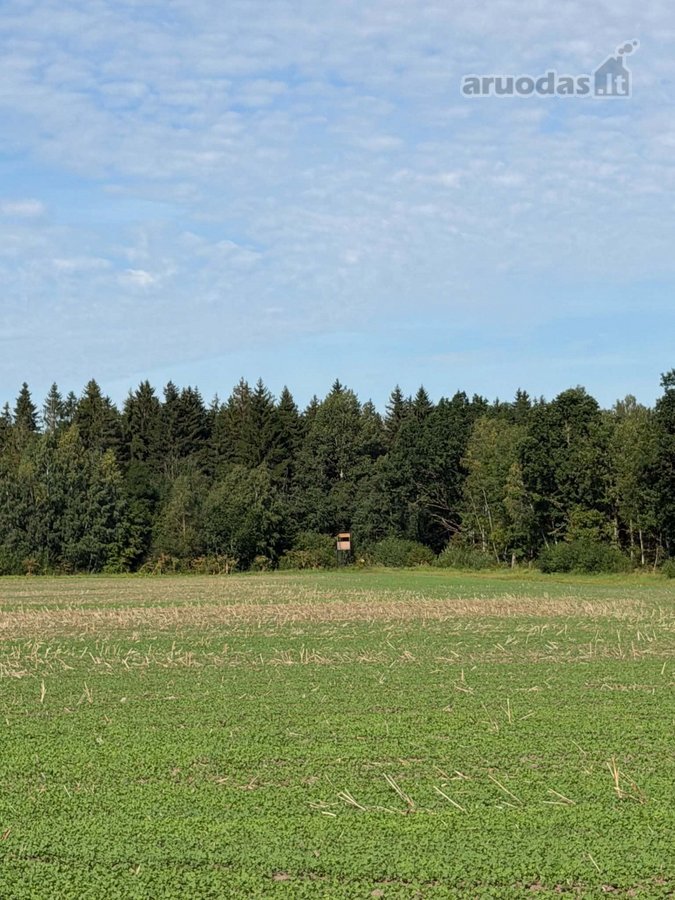 Miskas nebuvo kirstas,vyrauja lapuociai - nuotraukos Nr. 5