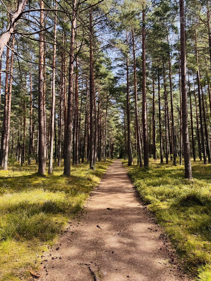 3 kambarių pilnai įrengti apartamentai Nidoje - nuotraukos Nr. 24