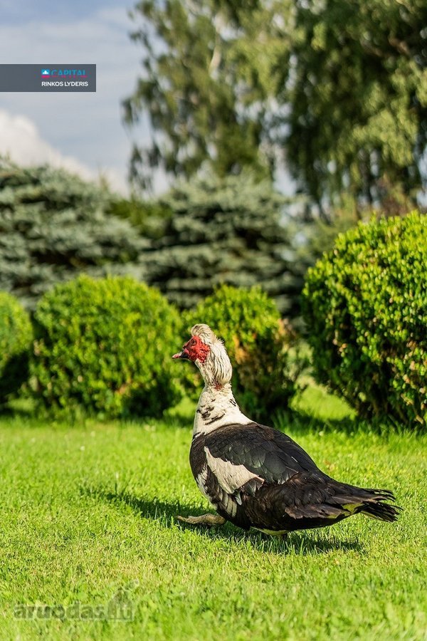 Parduodama Sodyba Su 30 arų Žemės Sklypu - nuotraukos Nr. 32