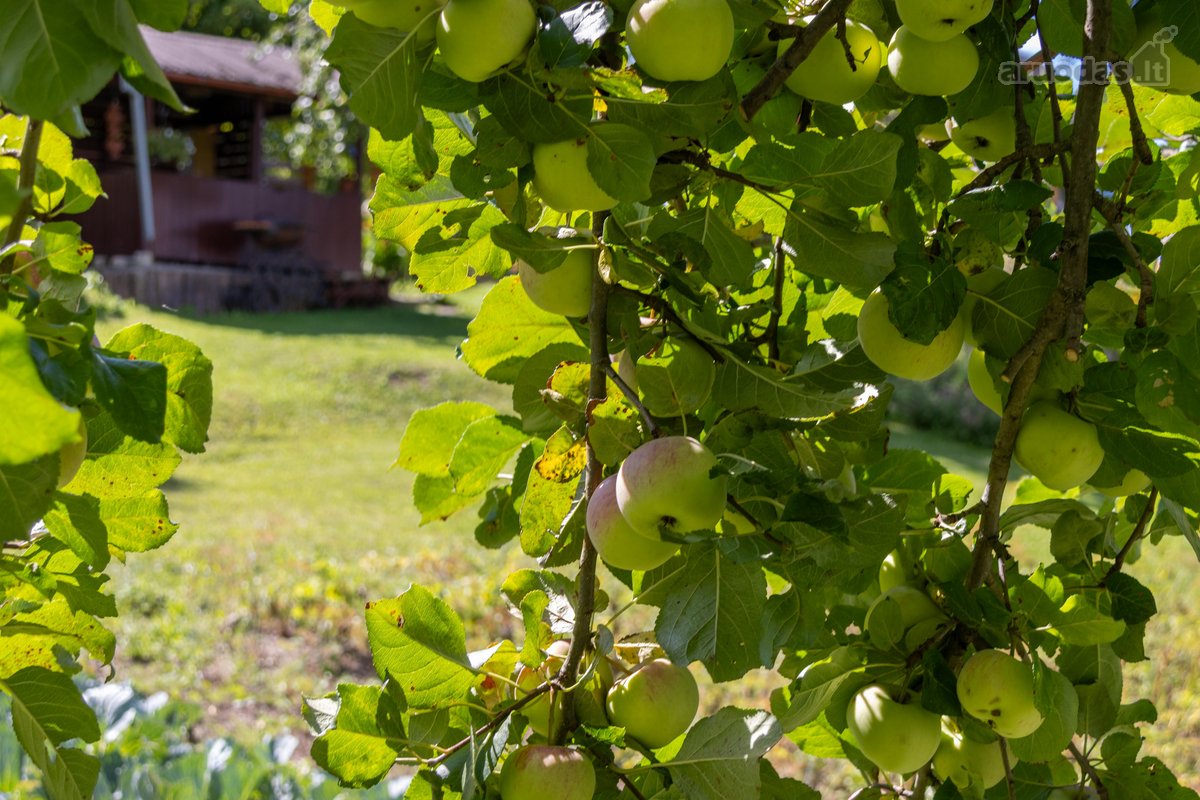 Parduodamas dviejų sklypų junginys su sodo - nuotraukos Nr. 10
