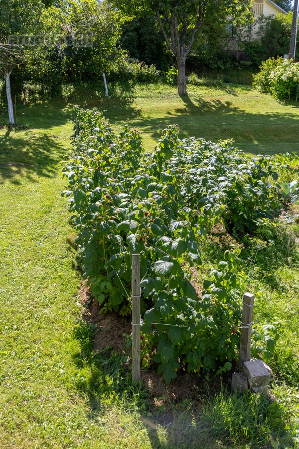 Parduodamas dviejų sklypų junginys su sodo - nuotraukos Nr. 11