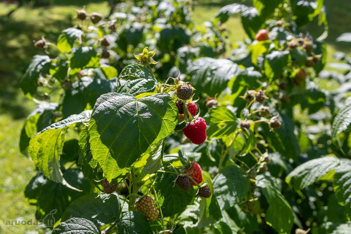 Parduodamas dviejų sklypų junginys su sodo - nuotraukos Nr. 12