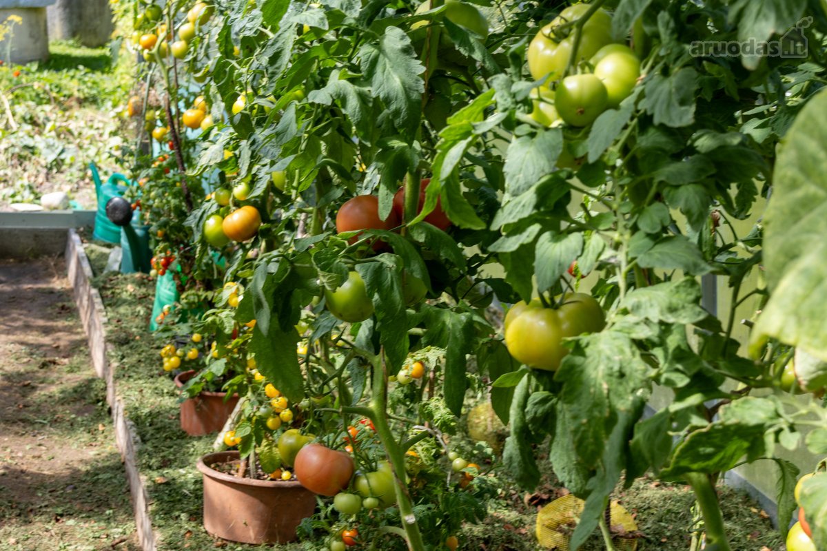 Parduodamas dviejų sklypų junginys su sodo - nuotraukos Nr. 18