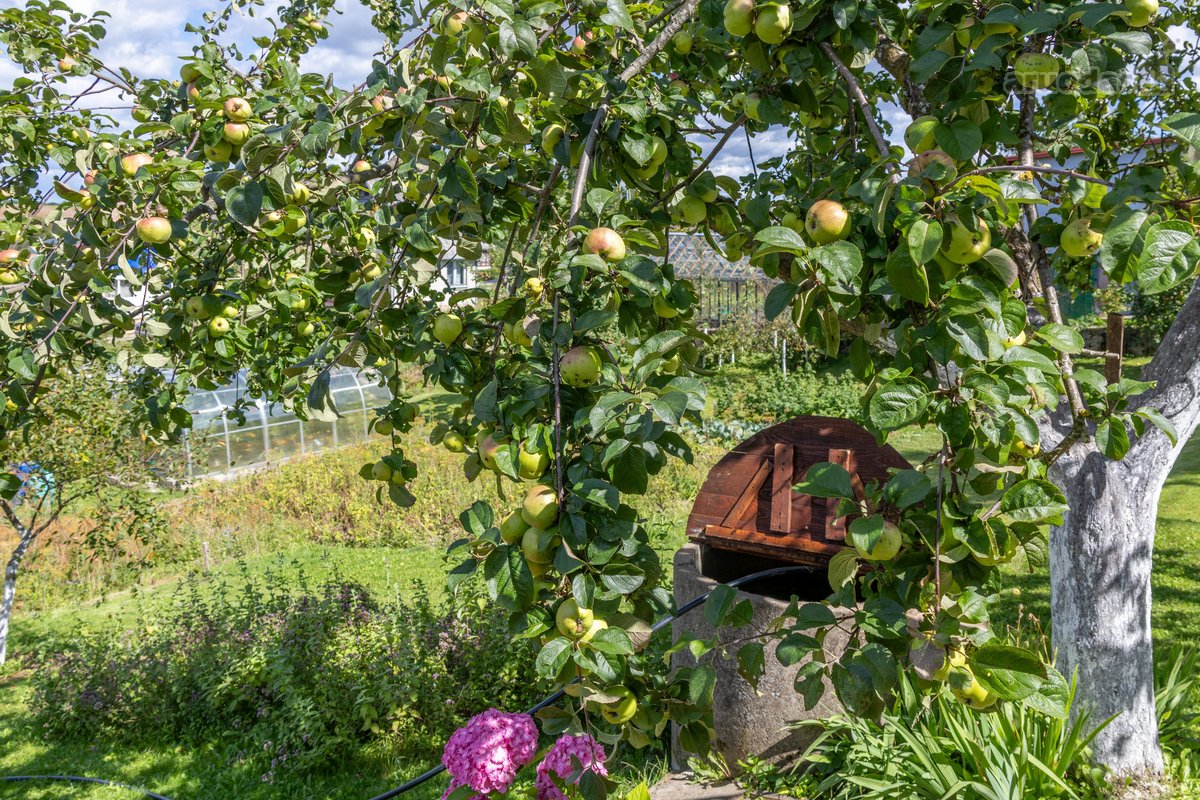 Parduodamas dviejų sklypų junginys su sodo - nuotraukos Nr. 26
