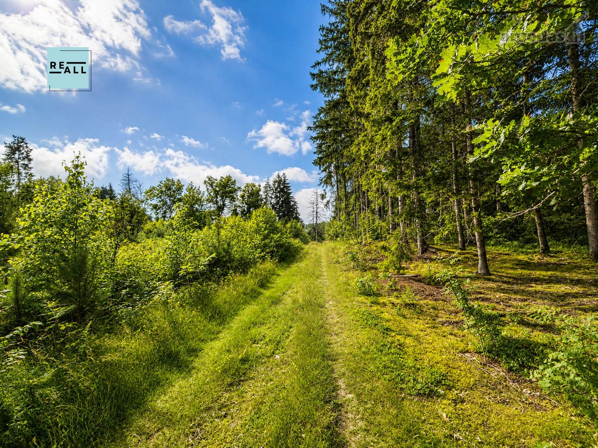 Tarp pušynų ir vingiuojančios Šventosios upės - nuotraukos Nr. 3