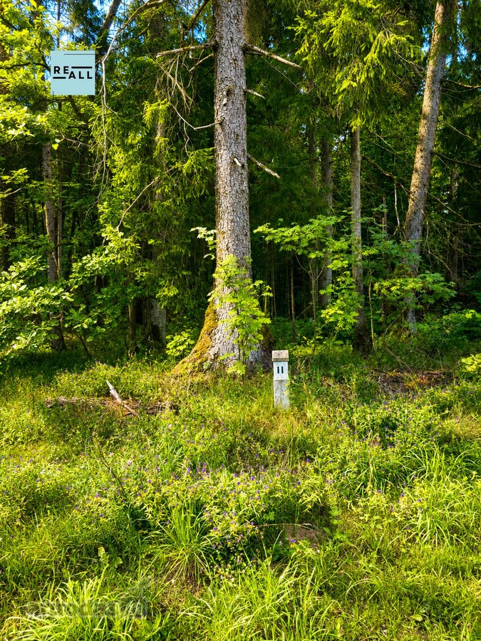Tarp pušynų ir vingiuojančios Šventosios upės - nuotraukos Nr. 4