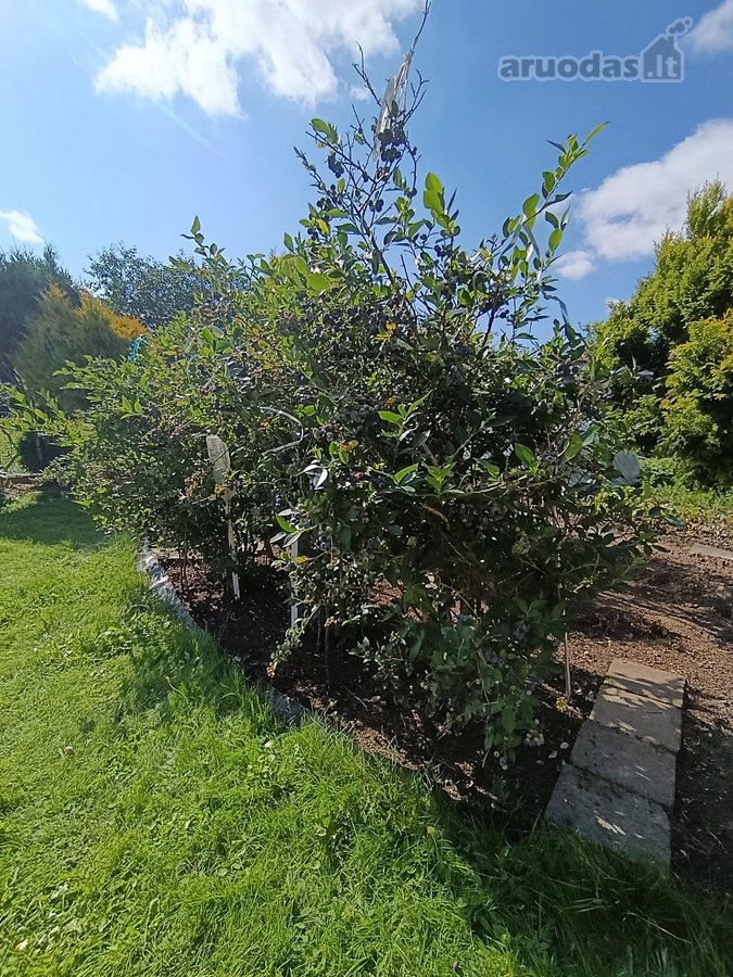 Kalvelių k. parduodamas ilgus metus šeimos - nuotraukos Nr. 41