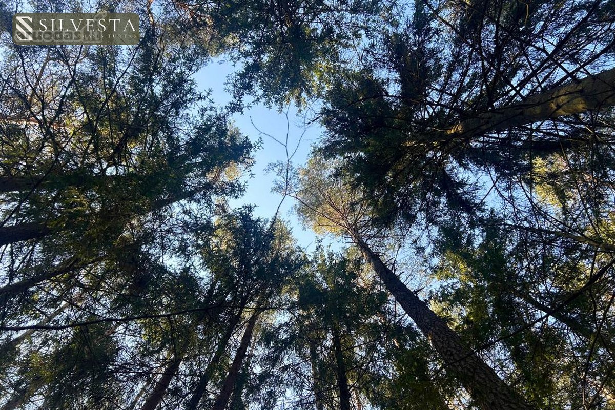 Parduodamas Miškų ūkio paskirties sklypas - nuotraukos Nr. 10