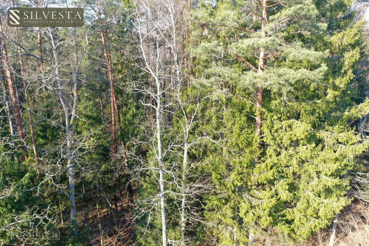 Parduodamas Miškų ūkio paskirties sklypas - nuotraukos Nr. 11