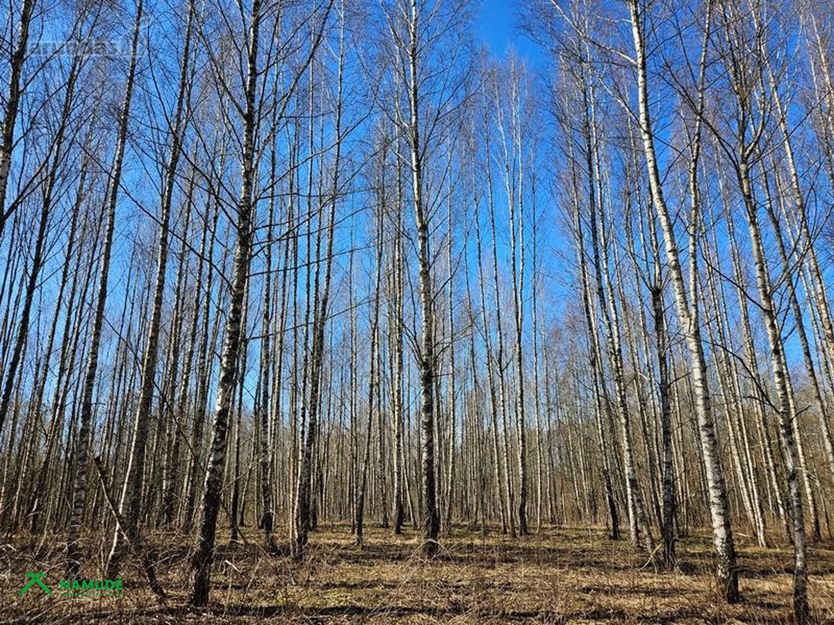 Parduodamas 10,77 ha žemės ūkio paskirties - nuotraukos Nr. 11