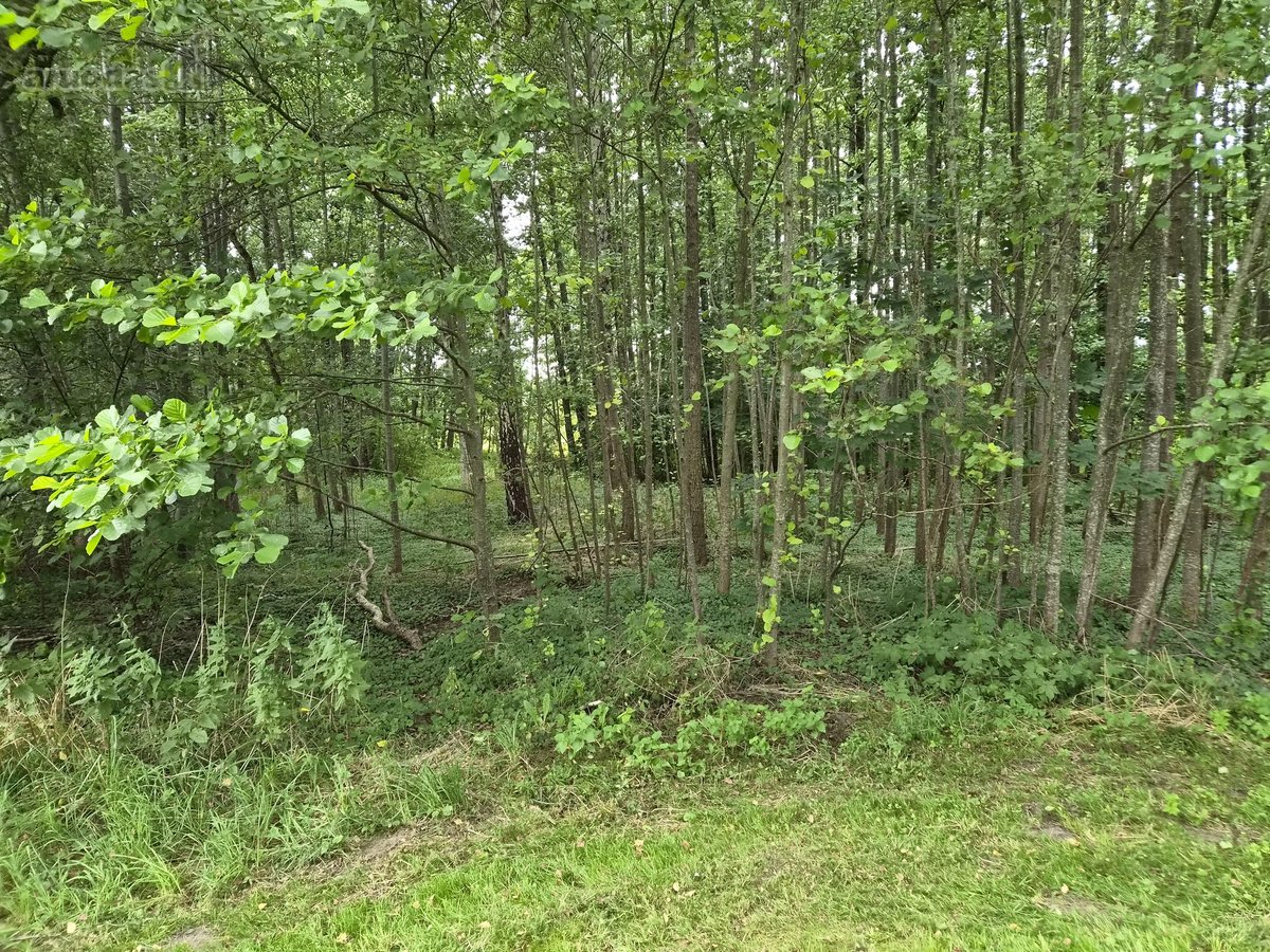Parduodama sodyba su 5 ha sklypu – 0.39 ha - nuotraukos Nr. 18