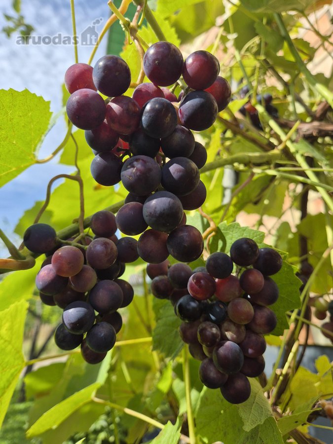 Parduodamas prižiūrėtas mūrinis sodo namas su - nuotraukos Nr. 19