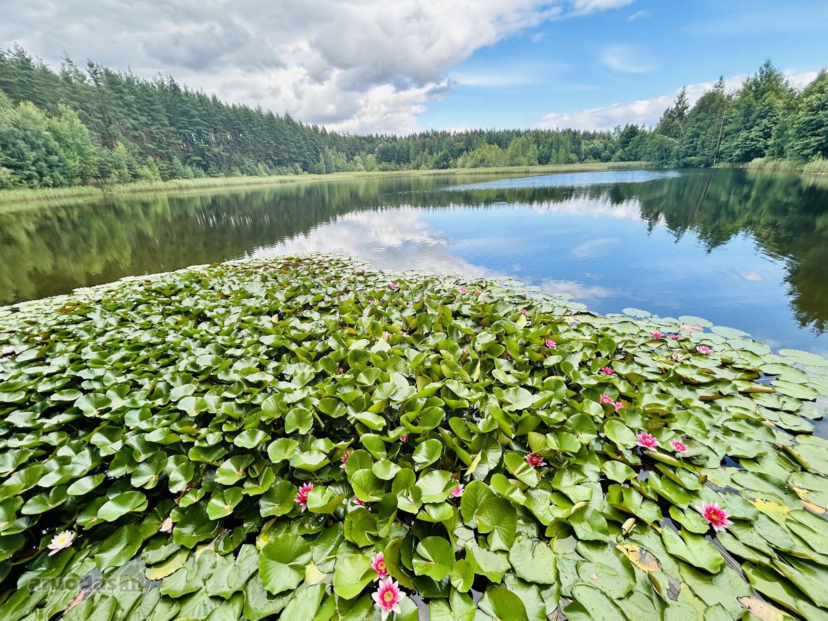 Parduodamas 6 a žemės sklypas, esantis vos 14 - nuotraukos Nr. 12