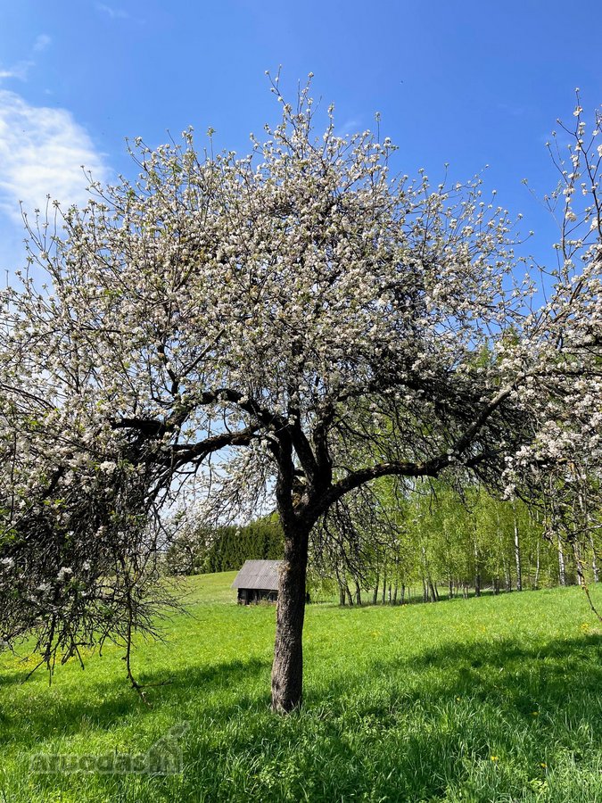 Parduodama privati sodyba su 4,5 ha žemės - nuotraukos Nr. 10