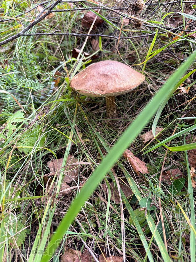 Parduodama privati sodyba su 4,5 ha žemės - nuotraukos Nr. 31