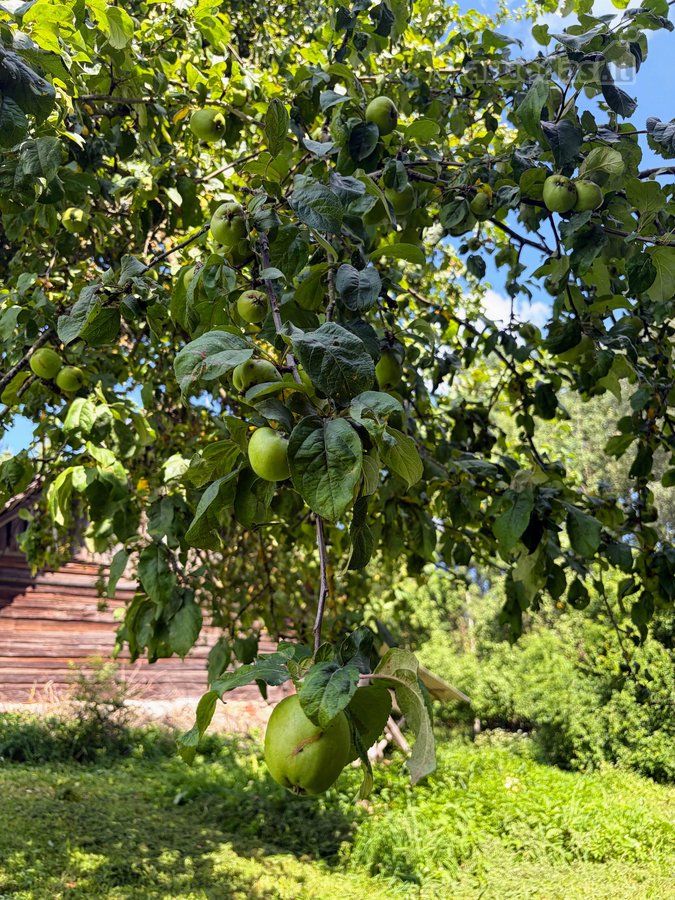 Parduodama privati sodyba su 4,5 ha žemės - nuotraukos Nr. 29