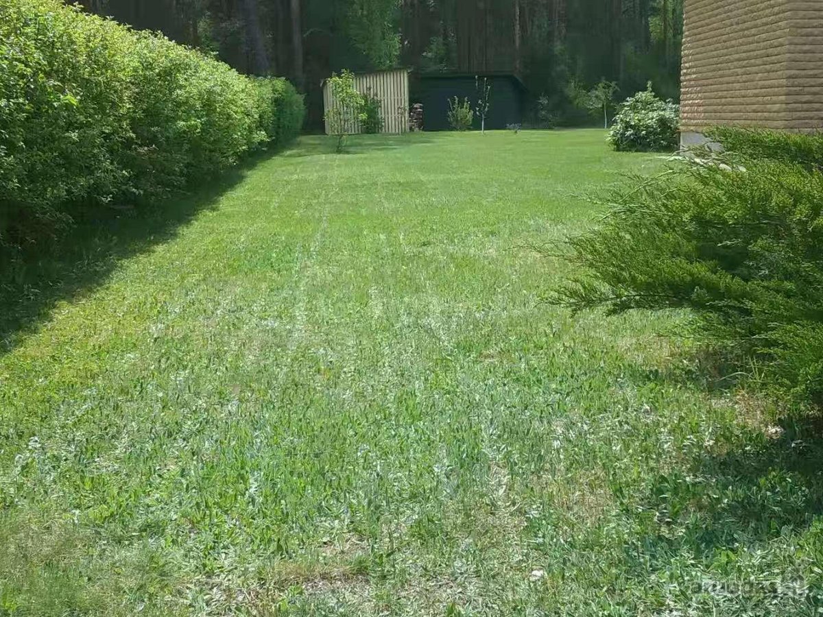 Ant šimtamečio pušyno kalvos, - nuotraukos Nr. 27