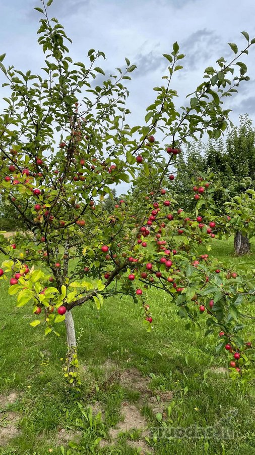 Parduodama Išpuoselėta Vienkiemio Sodyba Prie - nuotraukos Nr. 13
