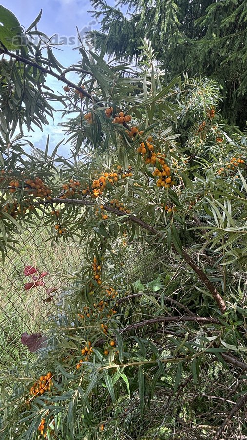 Išpuoselėta Vienkiemio Sodyba Prie Minijos – - nuotraukos Nr. 60