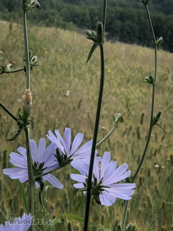 Parduodamas žemės ūkio paskirties sklypas - nuotraukos Nr. 4