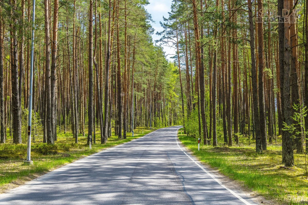 Vingiuotas pušyno keliukas veda į - nuotraukos Nr. 13