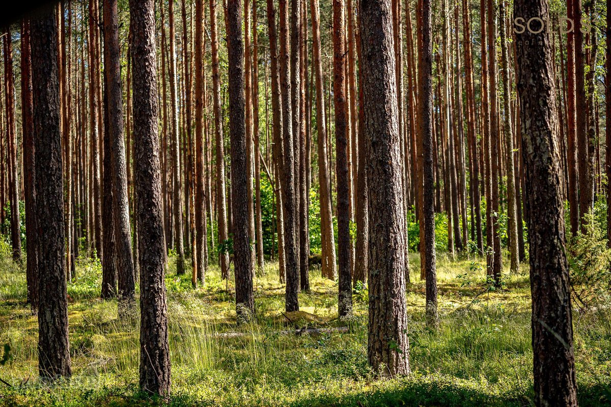 Vingiuotas pušyno keliukas veda į - nuotraukos Nr. 14