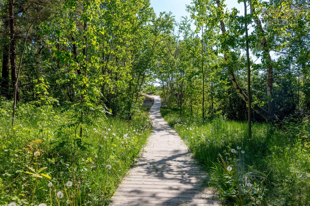 "Kopos žuvėdra“ – pušyne, arčiausiai jūros - nuotraukos Nr. 17