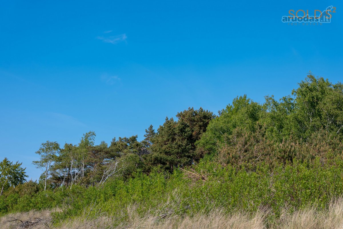 "Kopos žuvėdra“ – pušyne, arčiausiai jūros - nuotraukos Nr. 18