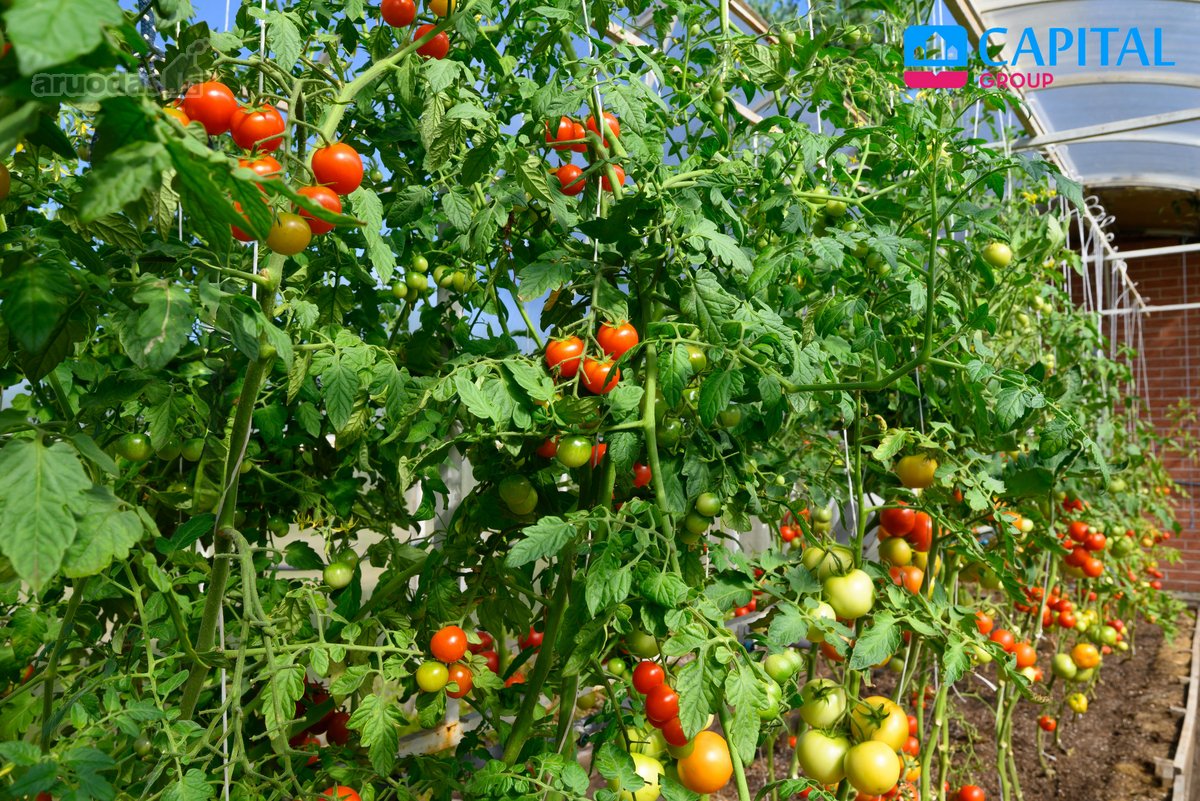 Parduodamas Išskirtinis Vieno Aukšto Namas - nuotraukos Nr. 34