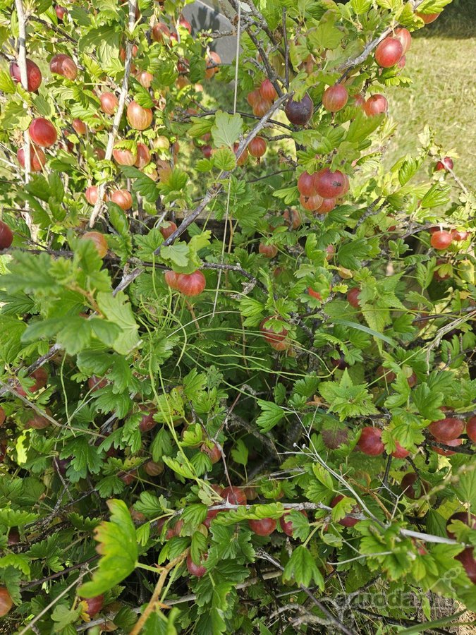 Parduodamas 6 a ploto sodo sklypas Joniškio - nuotraukos Nr. 5