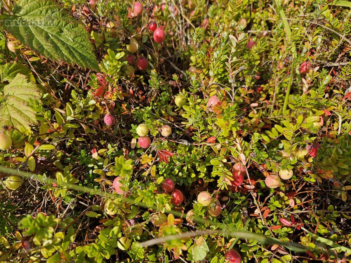 Parduodamas 6 a ploto sodo sklypas Joniškio - nuotraukos Nr. 7