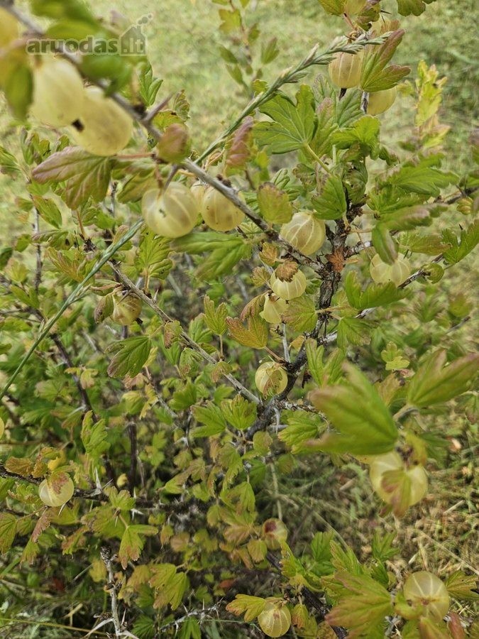 Parduodamas 6 a ploto sodo sklypas Joniškio - nuotraukos Nr. 8