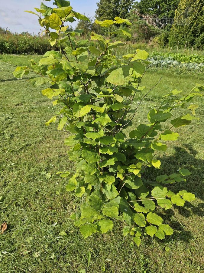 Parduodamas 6 a ploto sodo sklypas Joniškio - nuotraukos Nr. 9