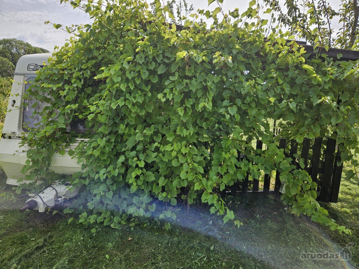 Parduodamas 6 a ploto sodo sklypas Joniškio - nuotraukos Nr. 4