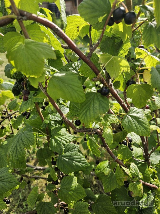 Parduodamas 6 a ploto sodo sklypas Joniškio - nuotraukos Nr. 10