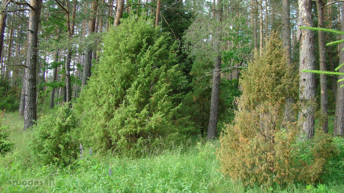 Parduodami 4 žemės ūkio paskirties sklypai - nuotraukos Nr. 2