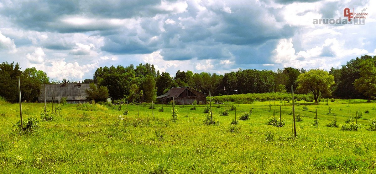 Parduodama sodyba su šilauogių ūkiu - nuotraukos Nr. 6
