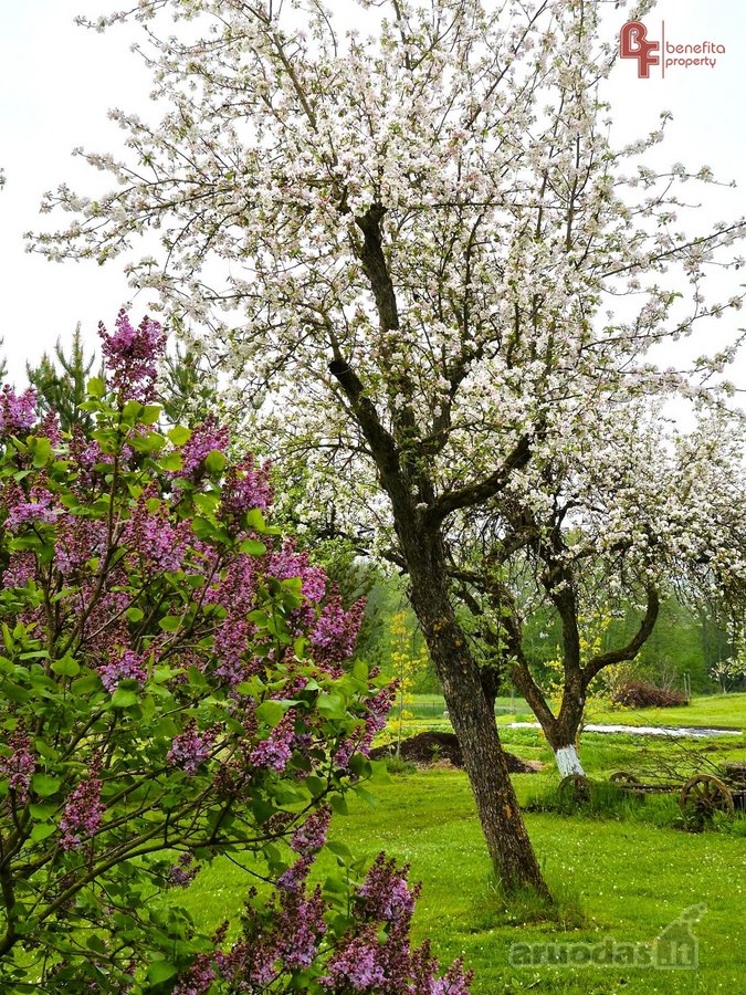 Parduodama sodyba su šilauogių ūkiu - nuotraukos Nr. 34