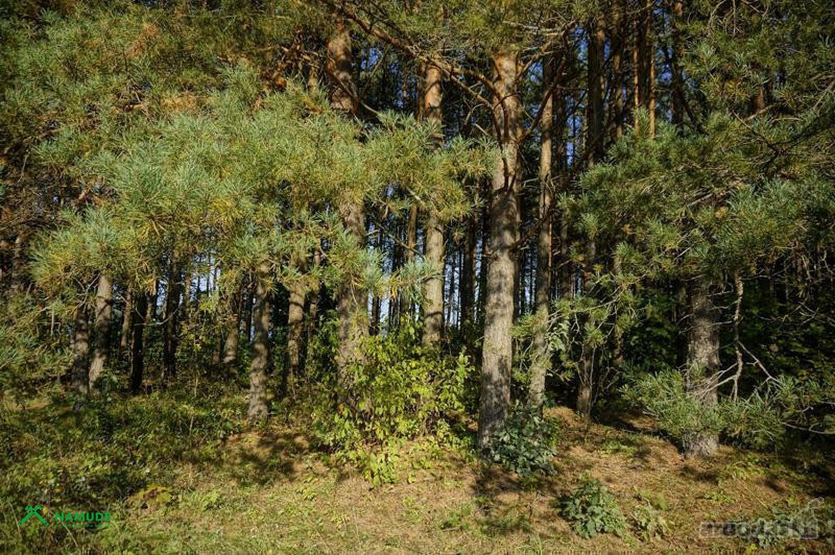 Parduodama išskirtinė sodybvietė ant Asalnų - nuotraukos Nr. 18